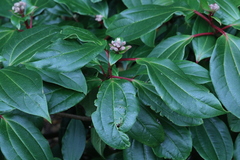 Viburnum davidii
