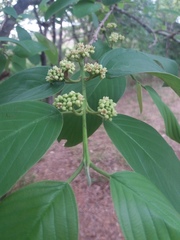 Rhamnidium elaeocarpum