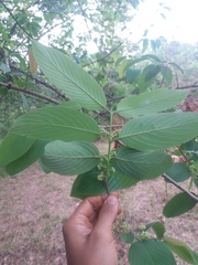 Rhamnidium elaeocarpum