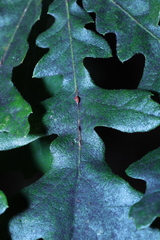 Pseudoneuroterus saliens