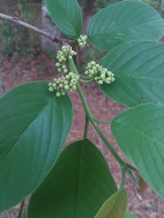 Rhamnidium elaeocarpum