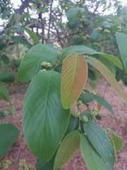 Rhamnidium elaeocarpum