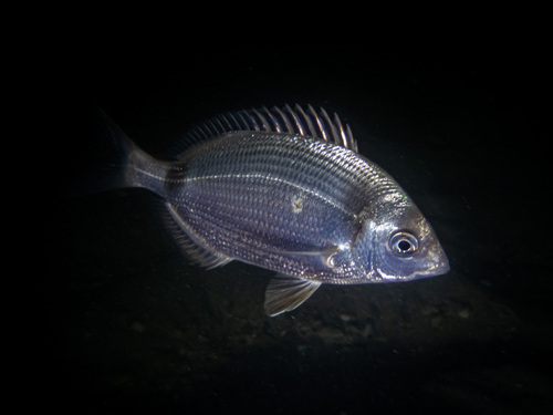 Diplodus vulgaris