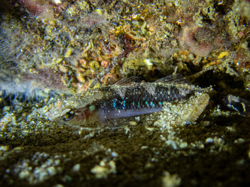 Pomatoschistus flavescens
