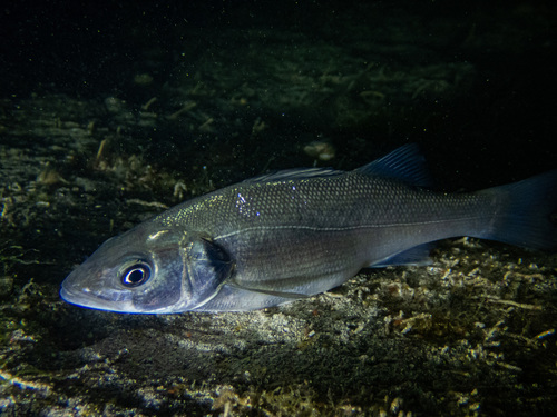 Dicentrarchus labrax