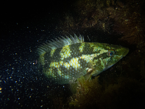 Labrus bergylta