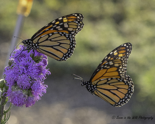 Migratory Monarch photographed in Colorado