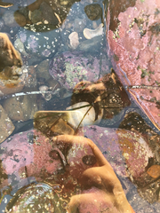 Paraclinus integripinnis