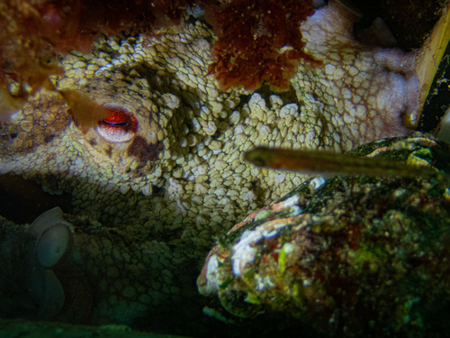 Octopus vulgaris