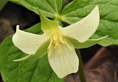 Trillium
