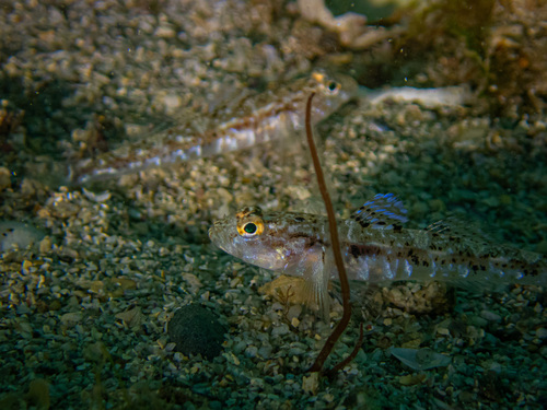 Pomatoschistus pictus