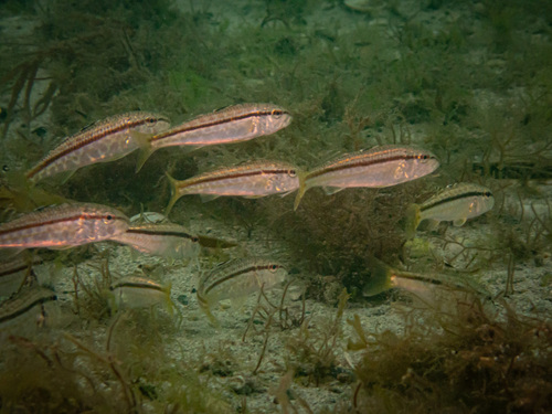 Mullus surmuletus