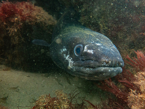 Conger conger