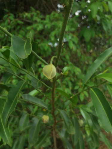 Cardiopetalum calophyllum