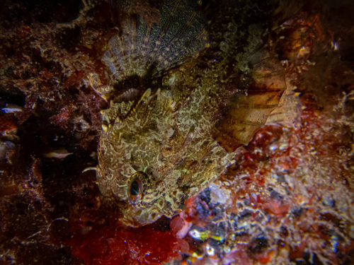 Taurulus bubalis