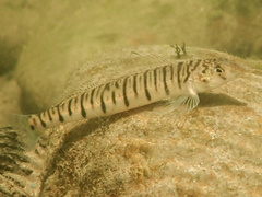 Conasauga Logperch photo 2