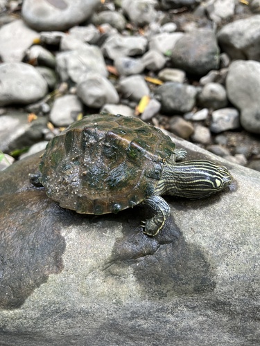 Common Map Turtle