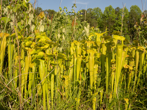 Sarracenia oreophila