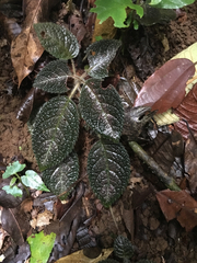 Episcia