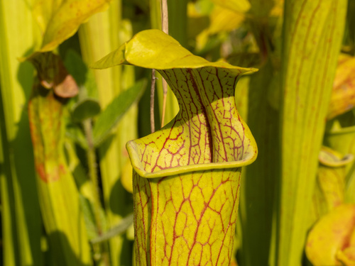 Sarracenia oreophila