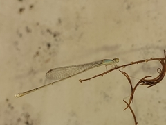 Aciagrion pallidum