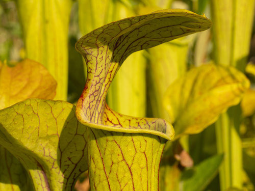 Sarracenia oreophila