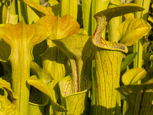 Sarracenia oreophila
