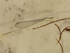Aciagrion pallidum