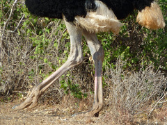 Struthio molybdophanes