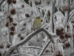 Spinus tristis