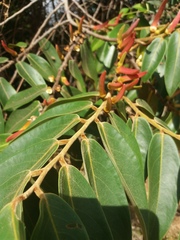 Xylopia aromatica