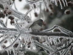 Junco hyemalis hyemalis