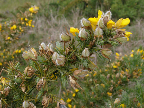 Ulex europaeus