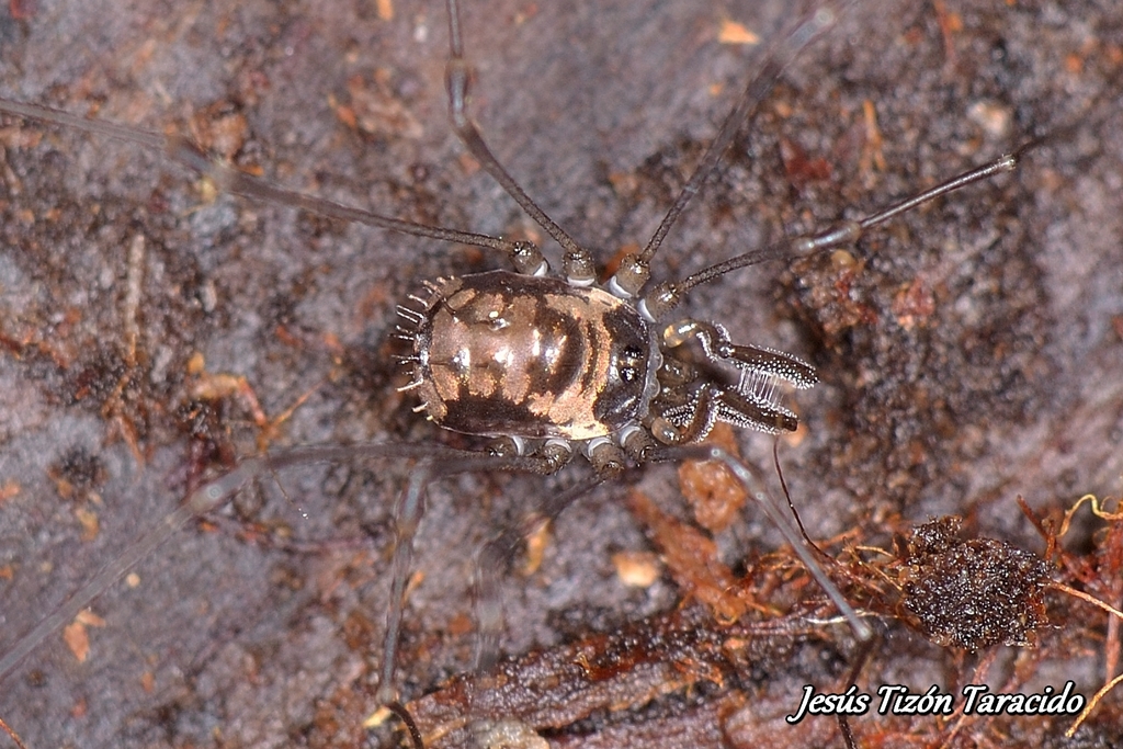Nemastomella