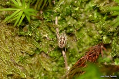 Megabunus diadema