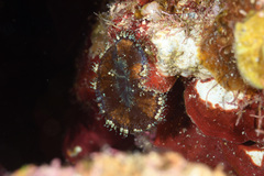 Bellactis caeruleus