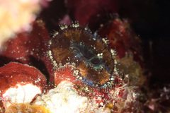 Bellactis caeruleus