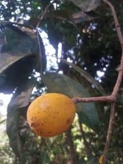 Cheiloclinium cognatum