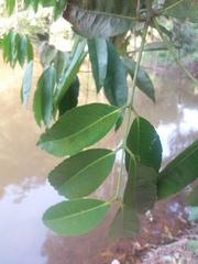 Cheiloclinium cognatum