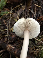 Inocybe albodisca