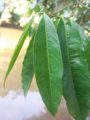 Cheiloclinium cognatum