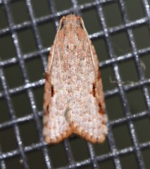 Meritastis piperata