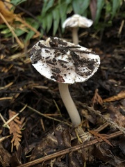 Inocybe albodisca