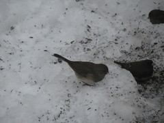 Junco hyemalis hyemalis