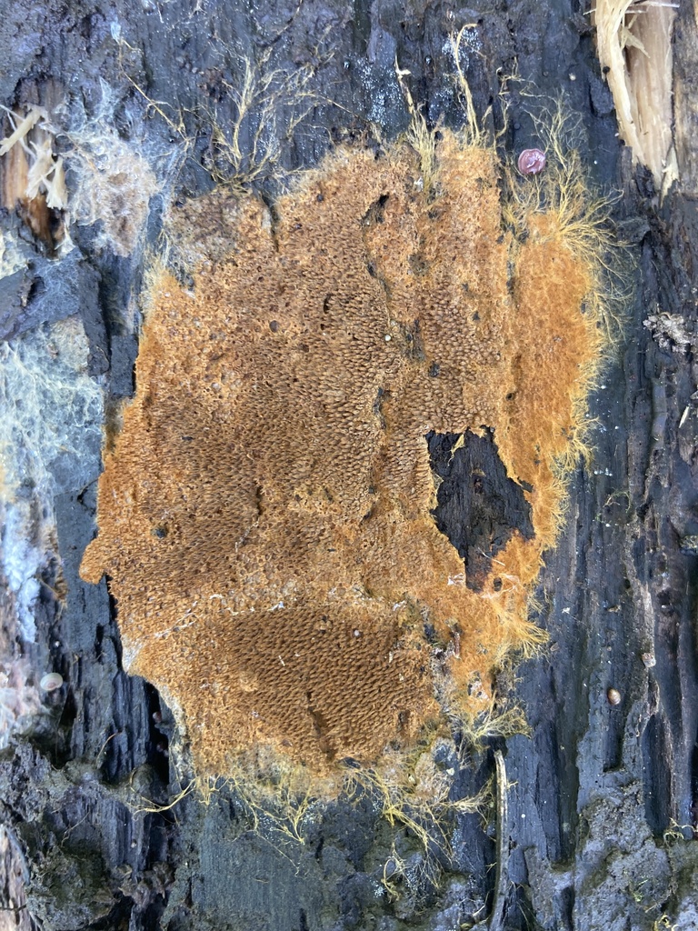 Odontia