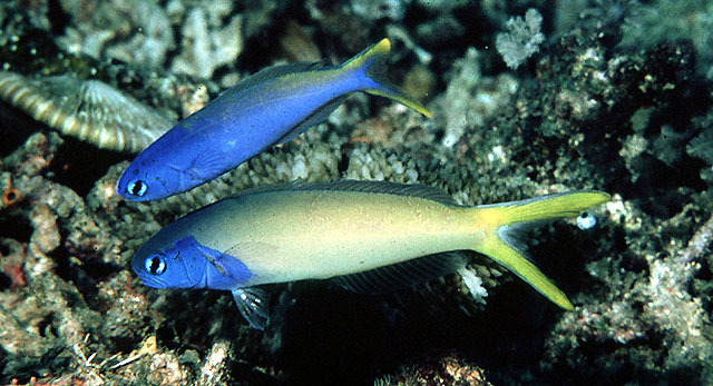 Hoplolatilus