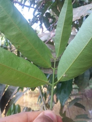 Cheiloclinium cognatum