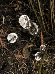 Inocybe albodisca