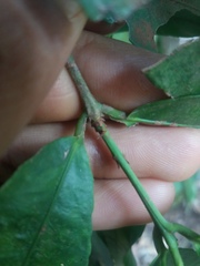 Cheiloclinium cognatum