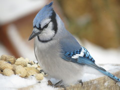 Cyanocitta cristata